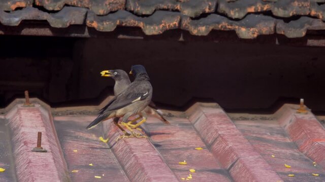 mayna eating on roof two