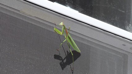 Praying mantis clings to a window screen on the side of a house on a sunny day. The green insect sits still as the breeze rolls by.
