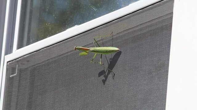 Praying mantis clings to a window screen on the side of a house on a sunny day. The green insect sits still as the breeze rolls by.