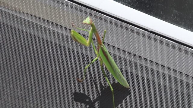 Praying mantis clings to a window screen on the side of a house on a sunny day. The green insect sits still as the breeze rolls by.