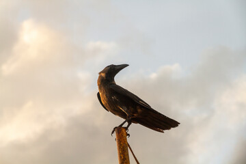 crow, bird, black bird, colombo, sri lanka, sky, post, sunset