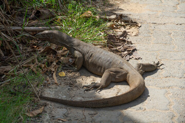 A large monitor lizard in Sri Lanka