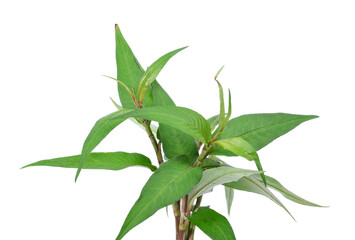 Vietnamese Coriander isolate on white background