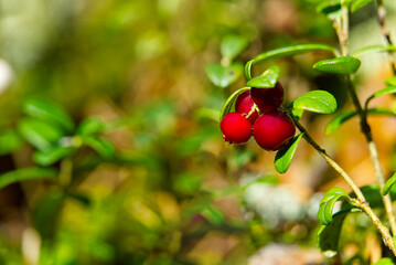 Obraz premium Ripe cowberry or lingonberry on bush in forest. copy space