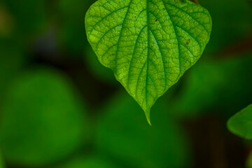 Fresh green leaf background