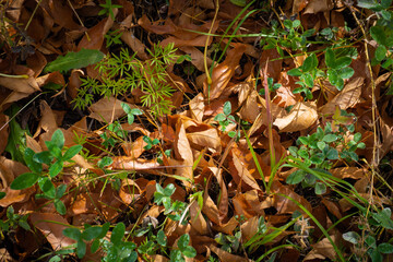 Yellow fallen leaves for background