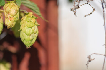 Green and dried hop shoots with cones and cobwebs on the background of a rusty post from the gate...