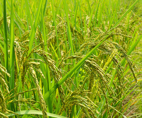 Ear of rice, Oryza sativa, Central of Thailand