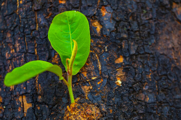 Fresh green leaf background