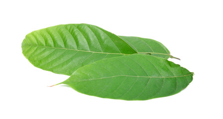 set of fresh green cacao leaves isolated on white background