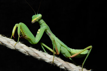 Green European Praying Mantis Nymph full body close up with black background