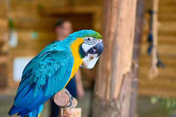 The blue-and-yellow macaw eating grain from a paper cup