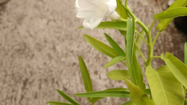 Ipomoea aquatica Forsk or water spinach fresh vegetables 