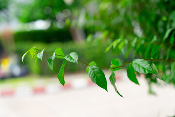 green leaves background