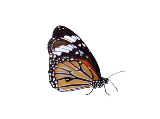 Butterflies on a white background