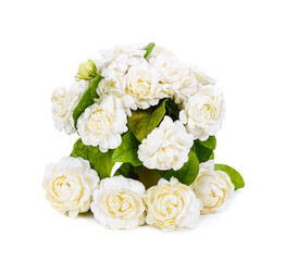 Jasmine flower isolated on white background