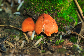 Mushrooms on wood, beautiful color in the natural forest,Soft focus,selected focus,shallow depth of field.