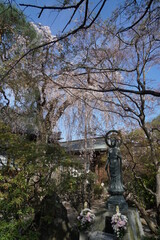 埼玉県川越市　星野山中院　満開の桜の風景