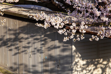 満開の桜と倉庫と影