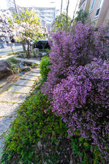 紫色の花と桜が咲く住宅地