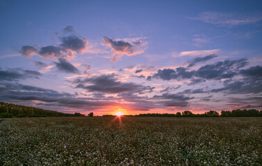 Sunset in the countryside with a blooming buckwheat field.