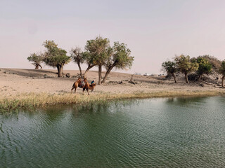 Oasis in desert with euphratica, camel, lake and plant in Inner Mongolia in Inner Mongolia. Man passenger and camel. Desert Conceptual Background. Lonely Tree In Surrealistic Sandy Environment
