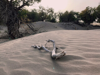 Dead withered trunk in desert Oasis with Populus euphratica forest and lake. Desert Conceptual Background. Lonely Tree In Surrealistic Sandy Environment fashion tourism travel concept Inner Mongolia