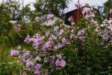 A bush of pink flowers on a personal plot