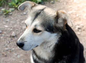 The yard gray dog looks carefully ahead. Pets.