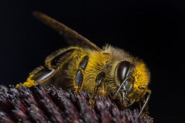 Honey Bee, Honigbiene (Apis mellifica)II