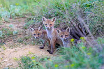 three foxes 