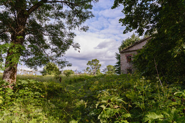 A tree, thickets of tall grass and a part  of an old dilapidated building in the distance against a stormy sky