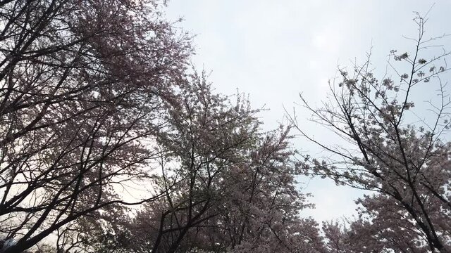 Cherry blossoms in full bloom in the park

