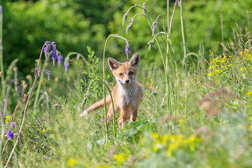 fox in the grass