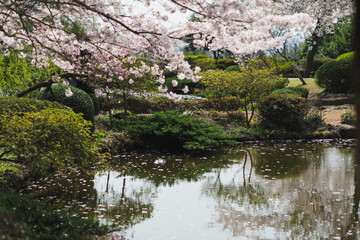 cherry blossom in the lake