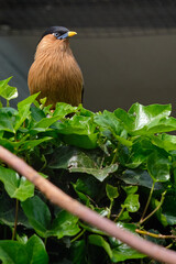 The brahminy myna or brahminy starling, sturnia pagodarum, from starling family of birds