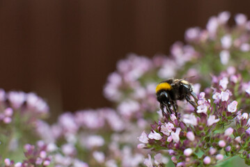 The bee collects pollen for honey from the Oregano plant.