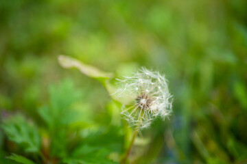 dandelion in the grass