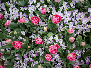 pink and white roses
