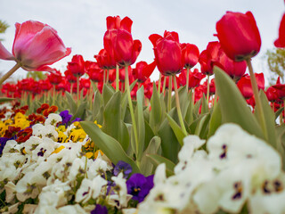 tulips in the garden