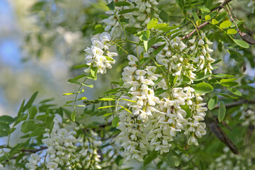 flowers of acacia