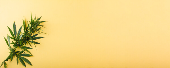 Fototapeta na wymiar Branch of green fresh cannabis lying sideways on a yellow background. Place for your text. Photo banner. View from above. Photo concept.