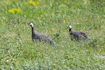 
Guinea fowl 