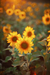 Sunflower closeup in a farm field at sunset in summer