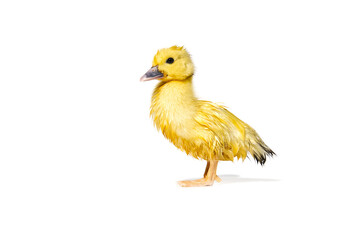 NewBorn little Cute yellow wet duckling isolated on white.