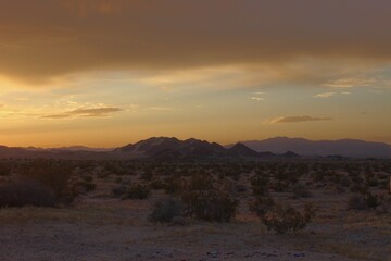 Joshua Tree Desert