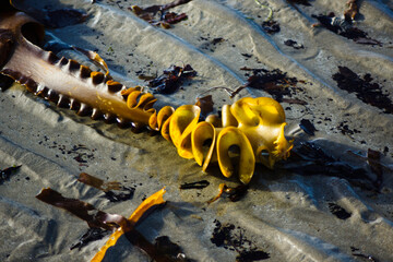 Seaweed Ballywalter Beach Northern Ireland 