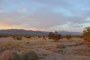 Joshua Tree Desert