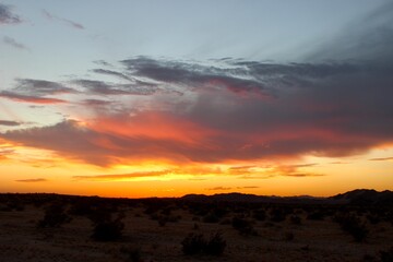 Joshua Tree Sunset
