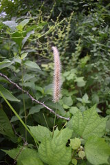 Cyperus rotundus (coco grass, Java grass, nut grass, purple nut sedge, purple nutsedge, red nut sedge, Khmer kravanh chruk) with natural background. Cyperus rotundus is a perennial plant.